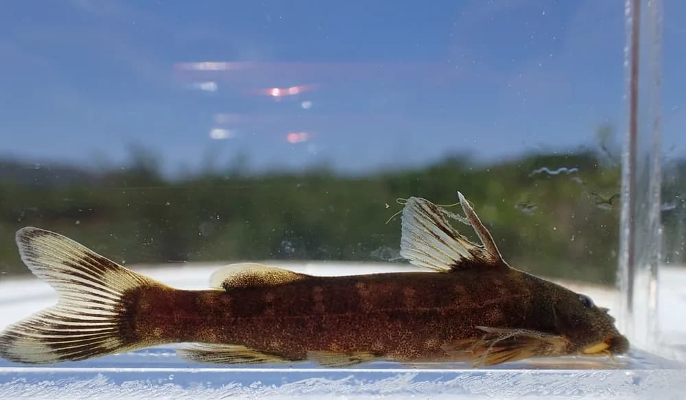 Sawfin Suckermouth