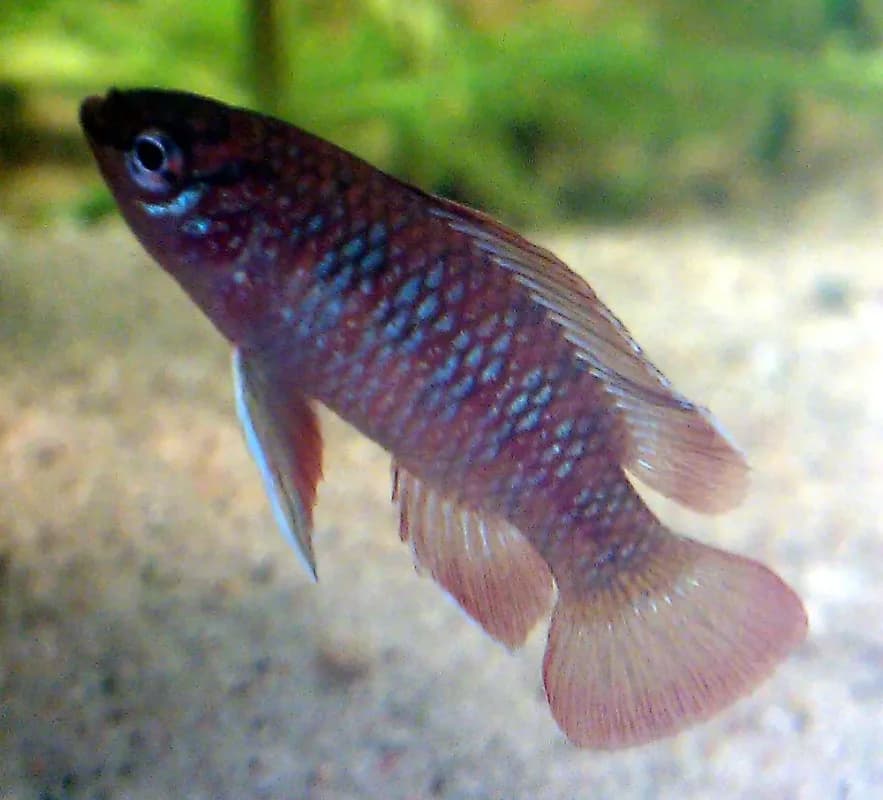 Scarlet Badis