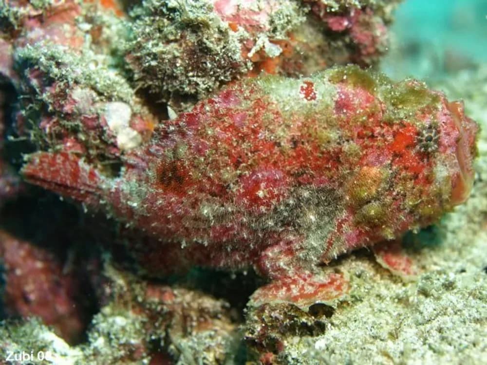 Scarlet Frogfish