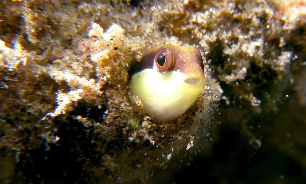 Schooling Dottyback