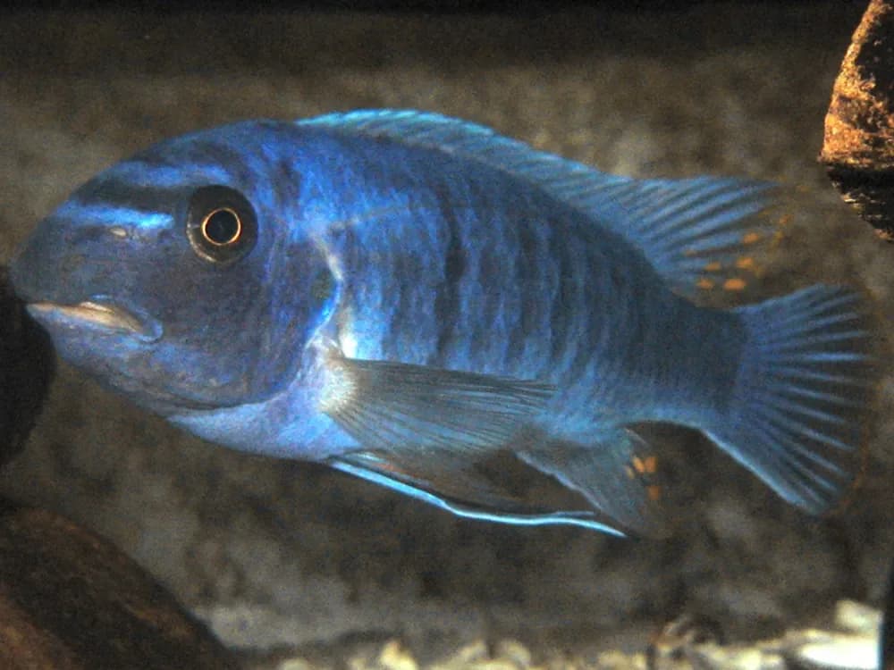 Scrapermouth Mbuna