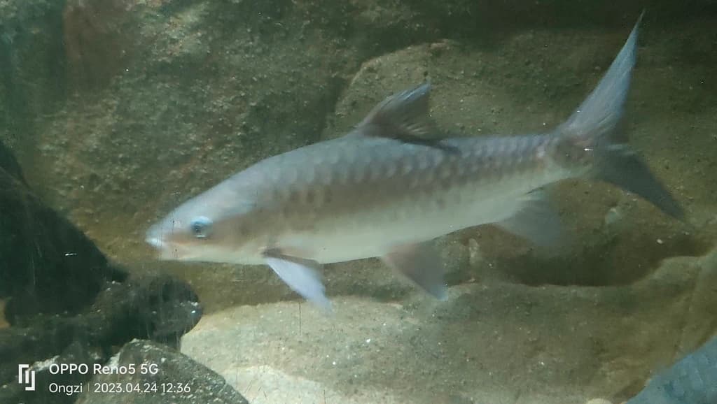 Semah Mahseer