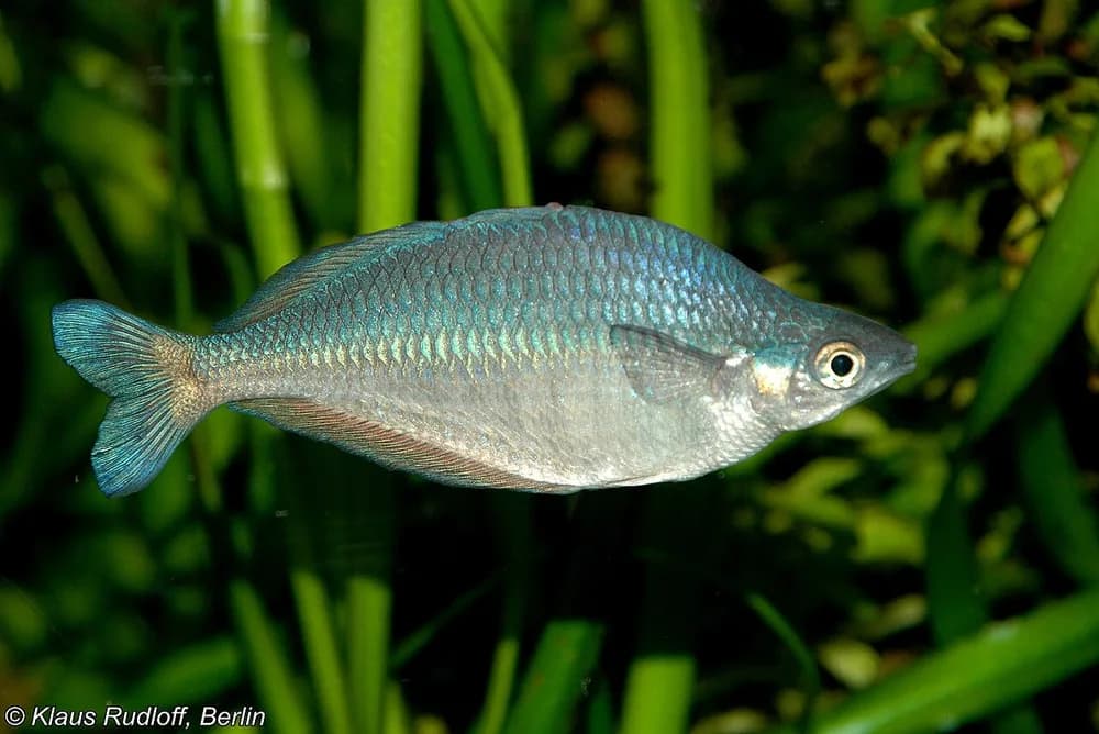 Sentani Rainbowfish