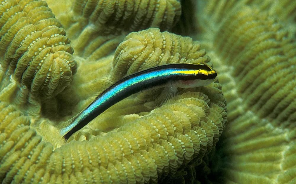 Sharknose Goby