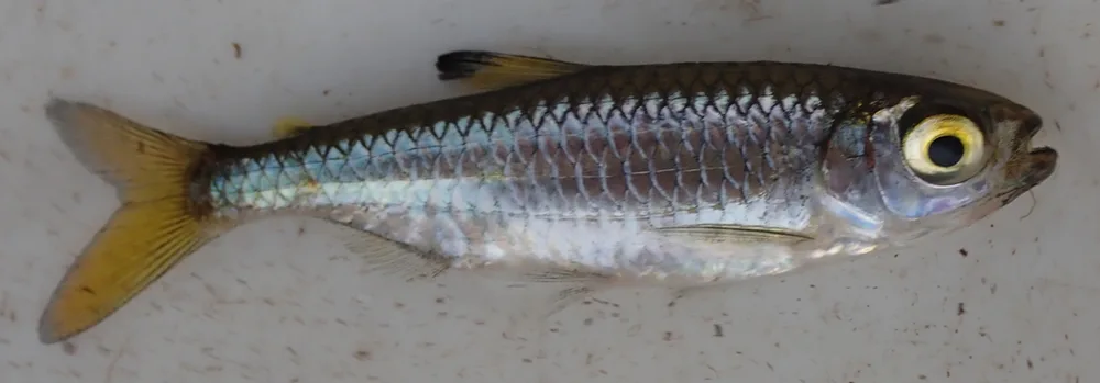 Sharptooth Tetra