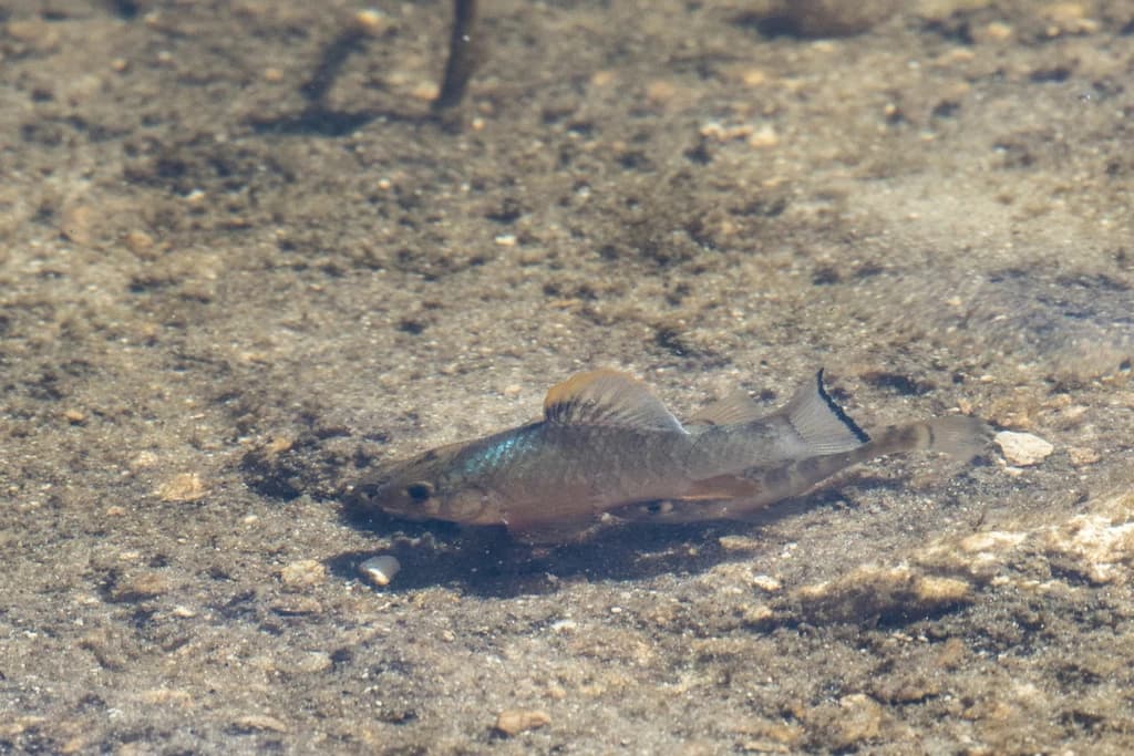 Sheepshead Minnow