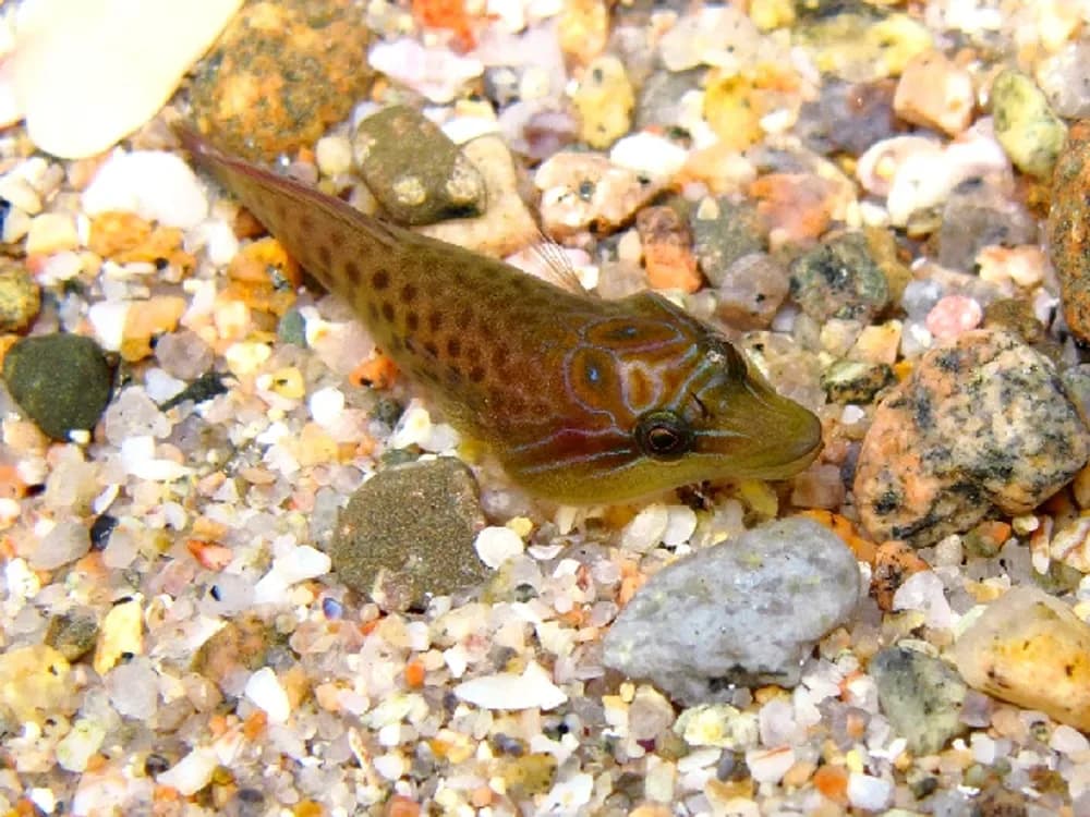 Shore Clingfish