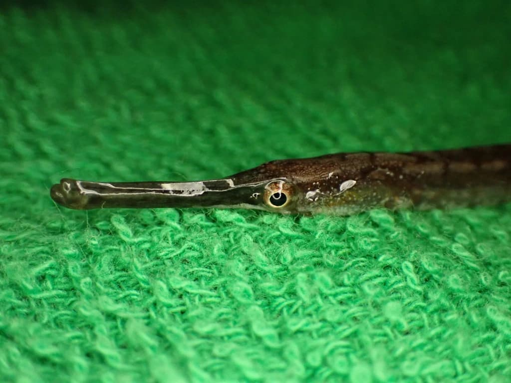 Short-Tailed Pipefish