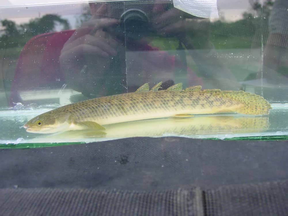Shortfin Bichir
