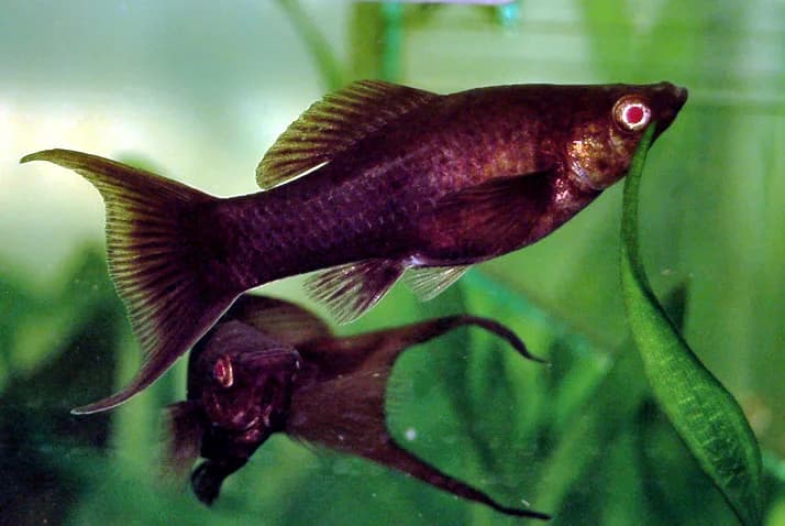 Shortfin Molly