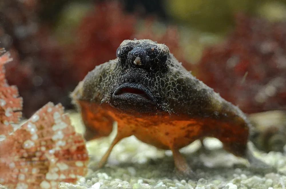Shortnose Batfish
