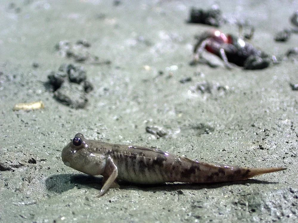 Shuttles Mudskipper