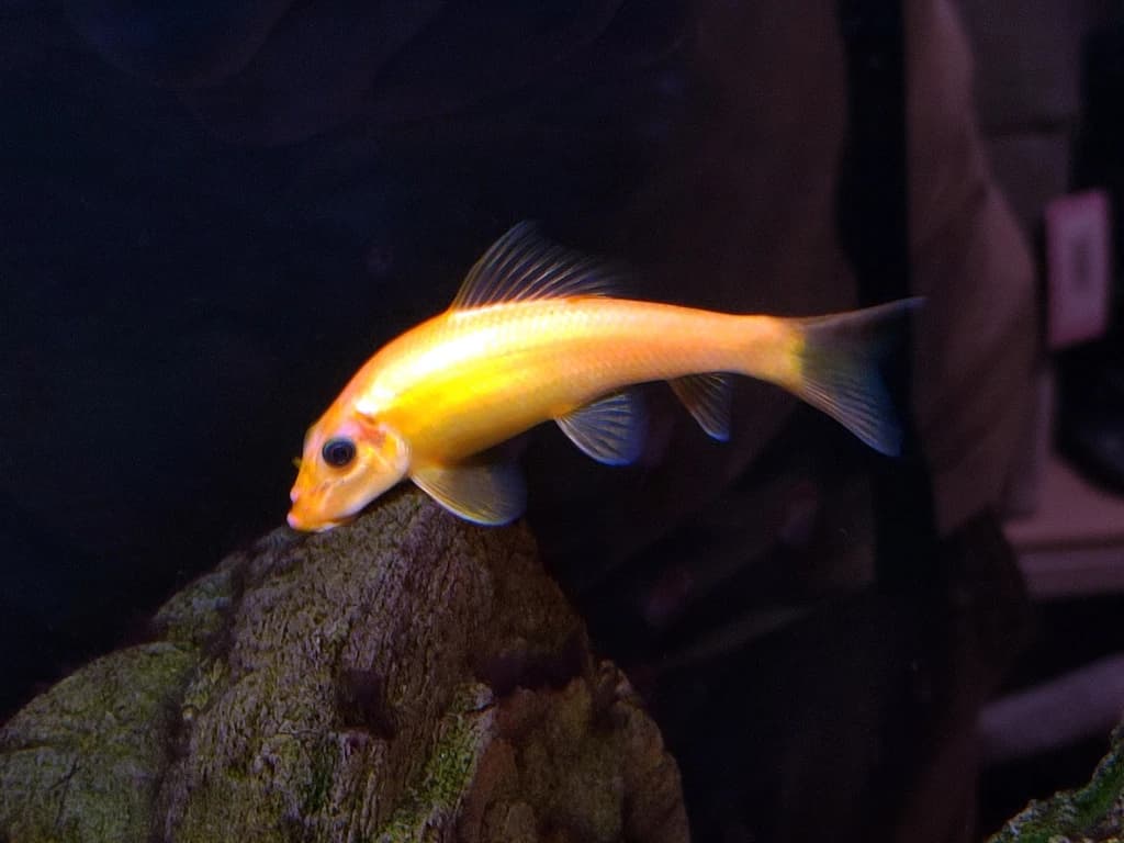 Siamese Algae-Eater