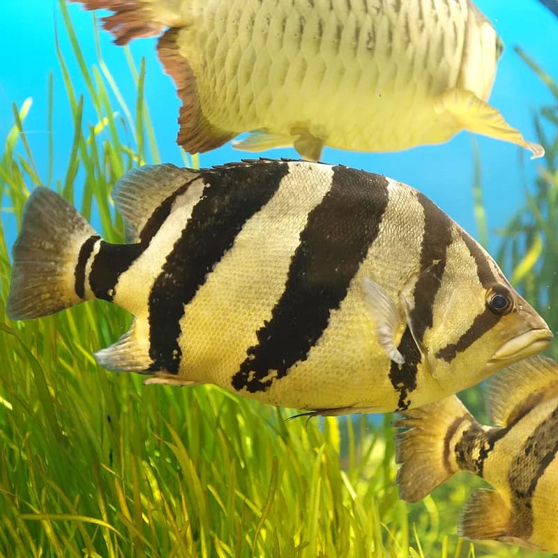 Siamese Tiger Perch