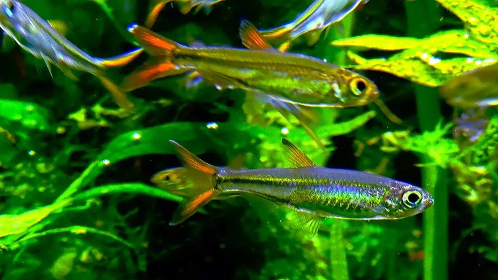 Sierra Leone Dwarf Characin