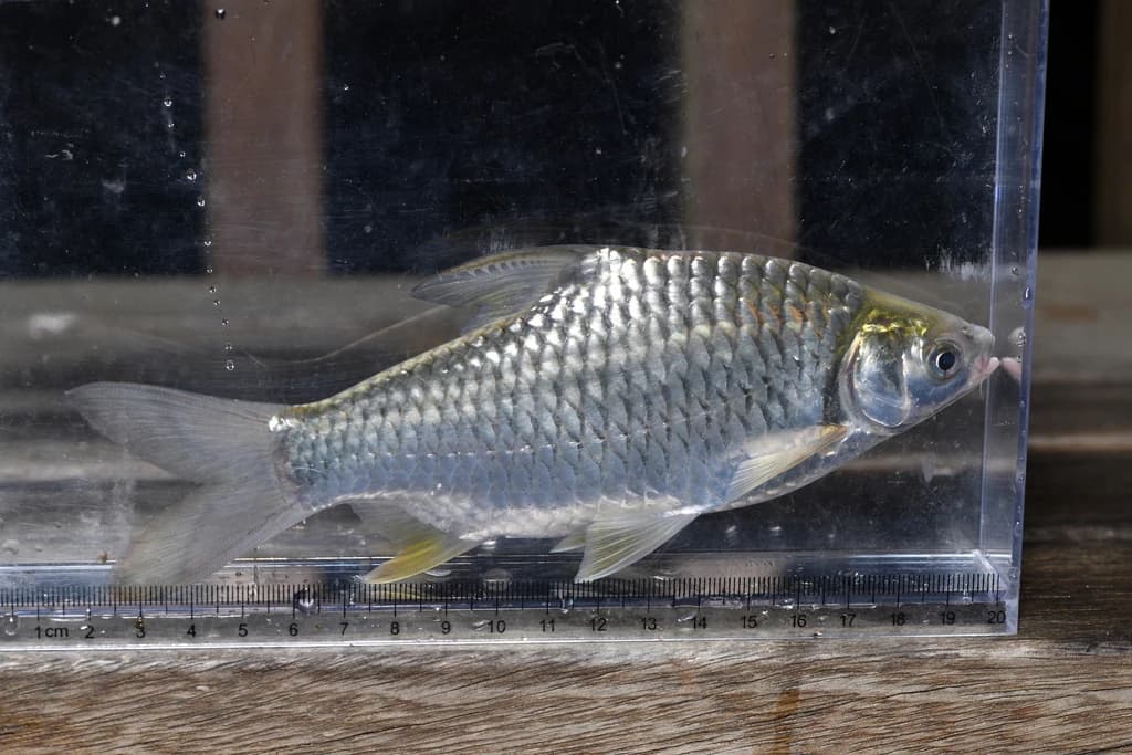 Silver Barb