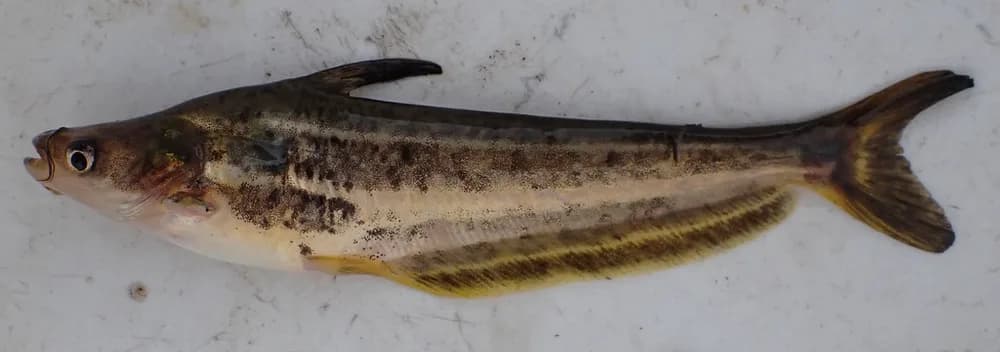 Silver Catfish