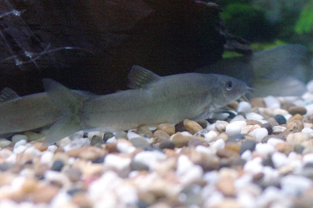 Silver Loach