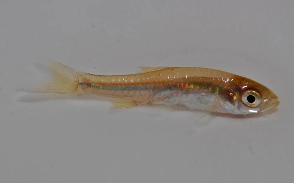 Silver Rasbora