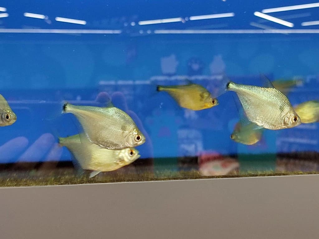 Silver Tetra