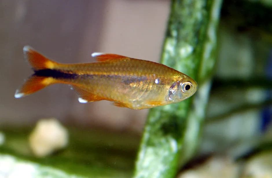 Silvertip Tetra