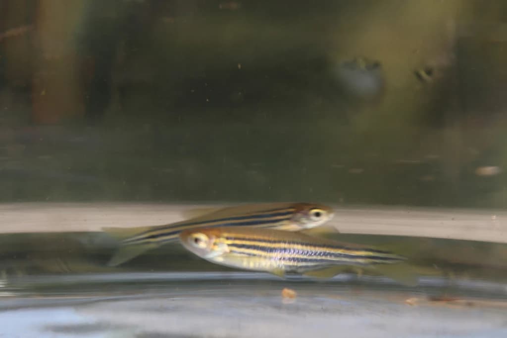 Sind Danio