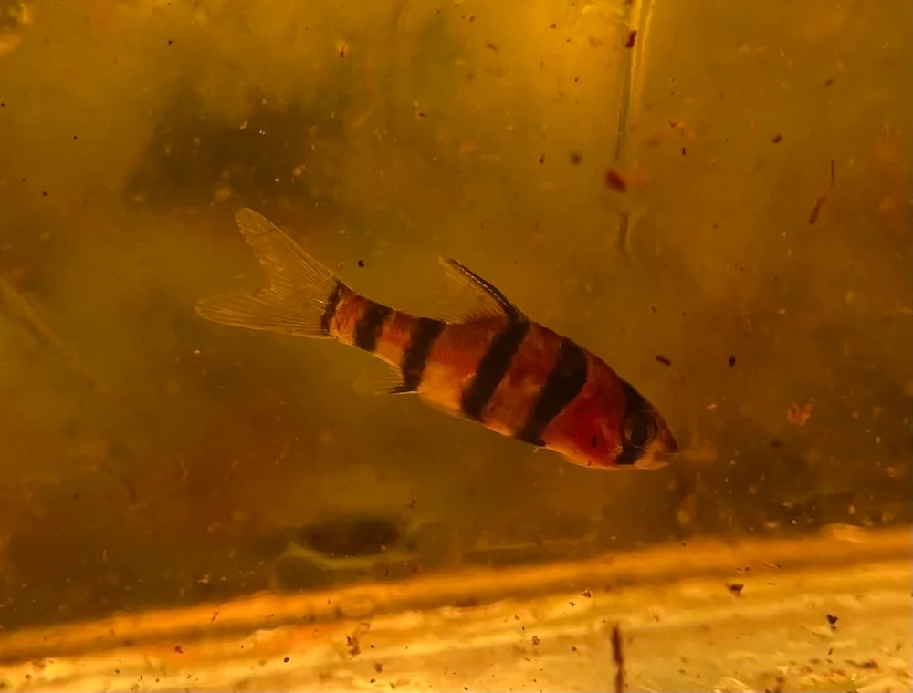 Six-Banded Tiger Barb