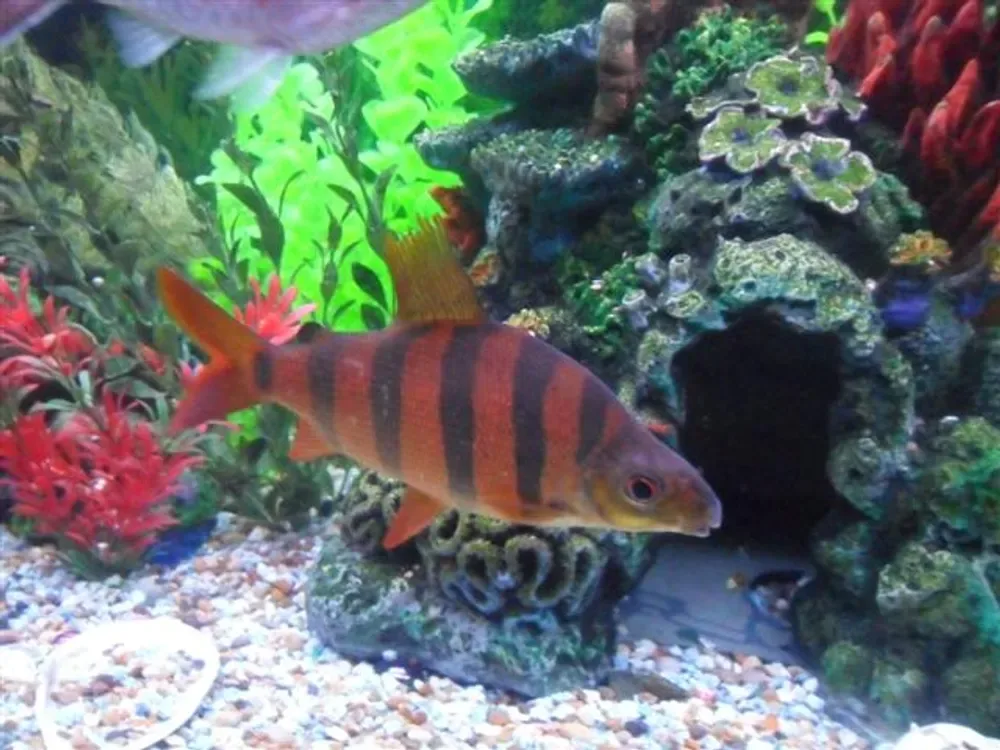 Sixbar Distichodus