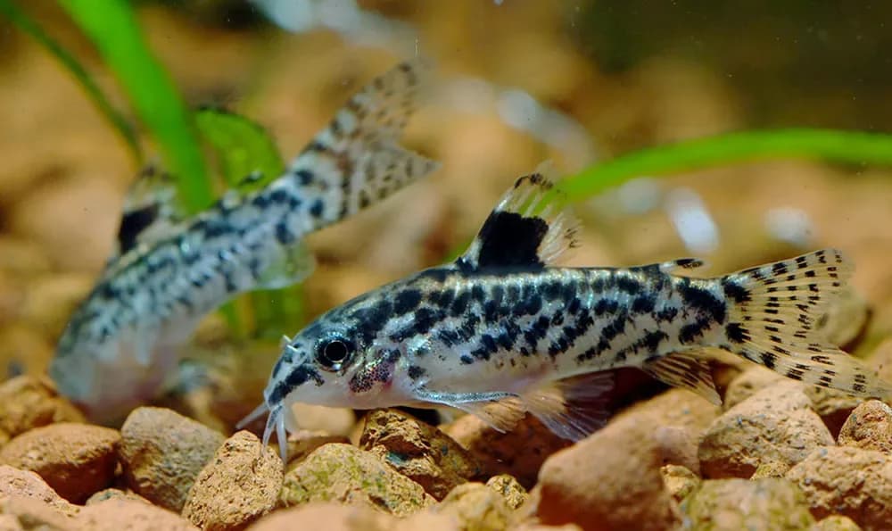 Sixray Corydoras