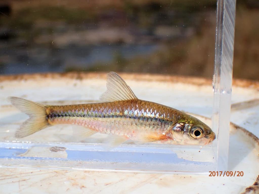 Slender Barb
