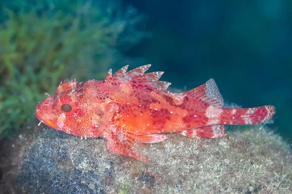 Small Red Scorpionfish