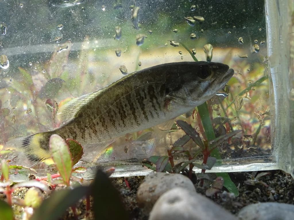 Smallmouth Bass