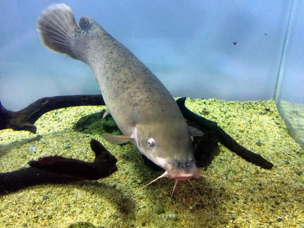 Smallmouth Electric Catfish