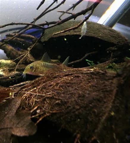 Smudge Spot Cory