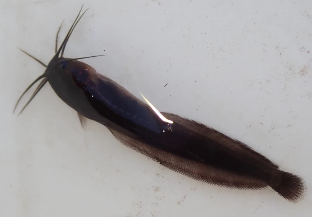 Snake Catfish