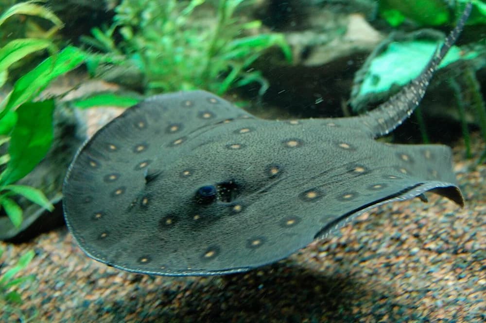 South American Freshwater Stingray