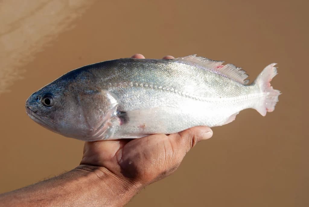 South American Silver Croaker