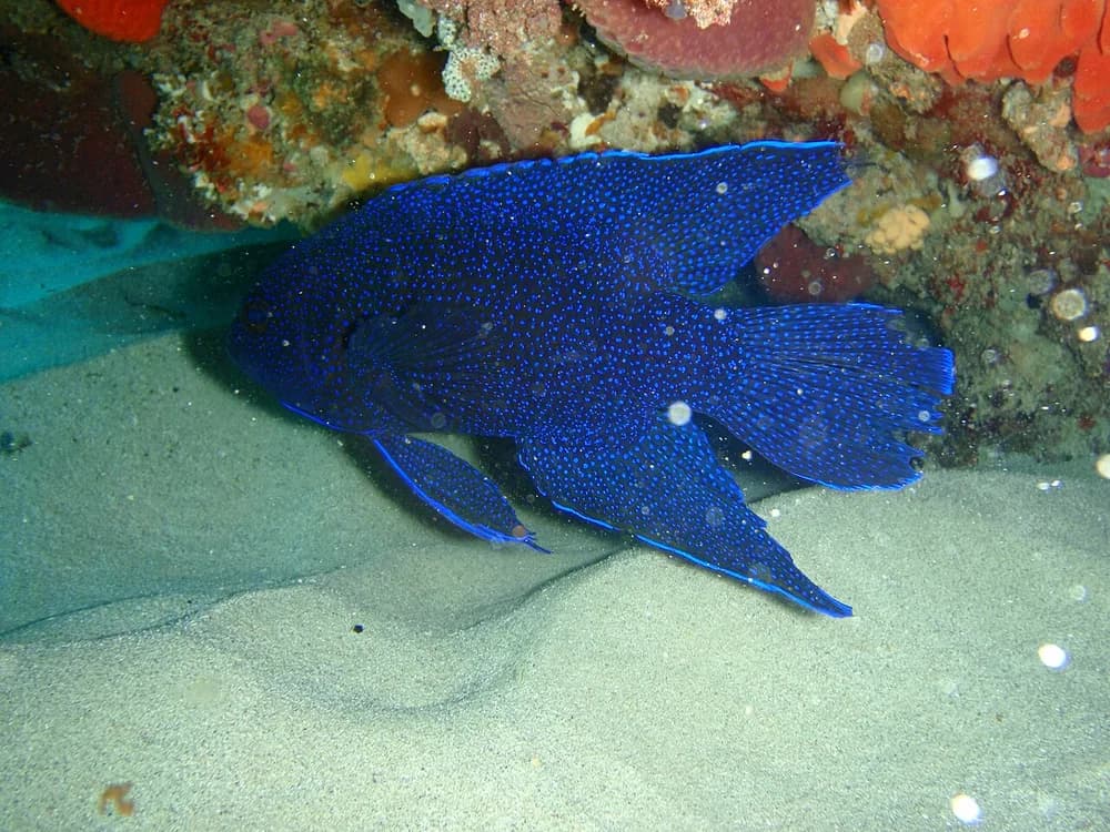 Southern Blue Devil