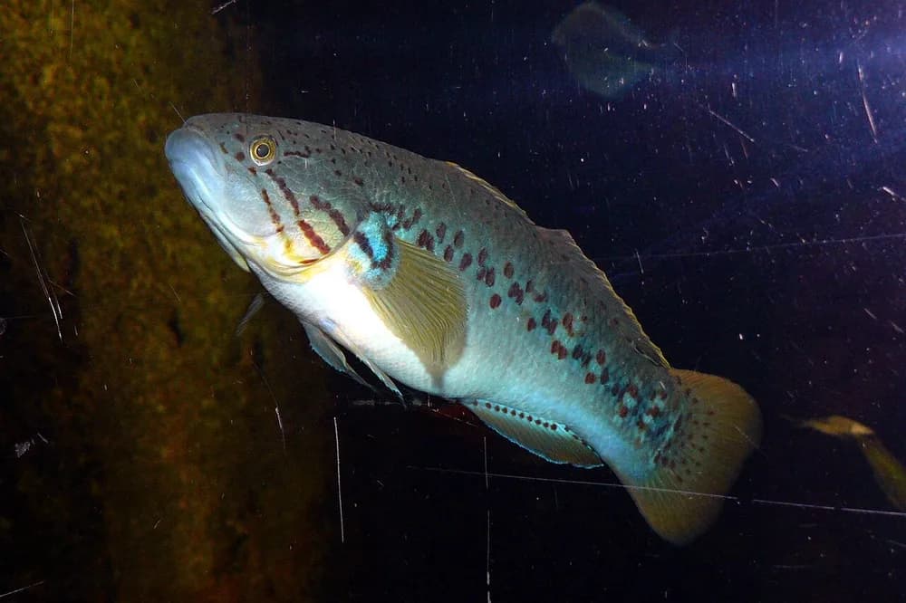 Southern Purplespotted Gudgeon