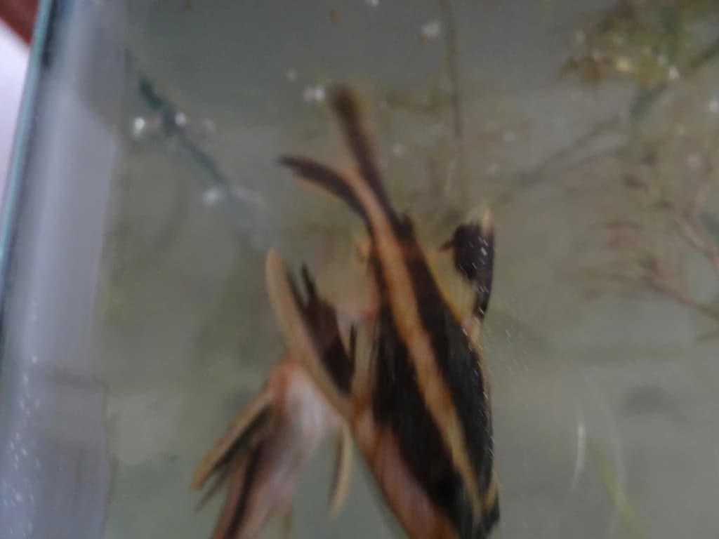 Southern Striped Raphael