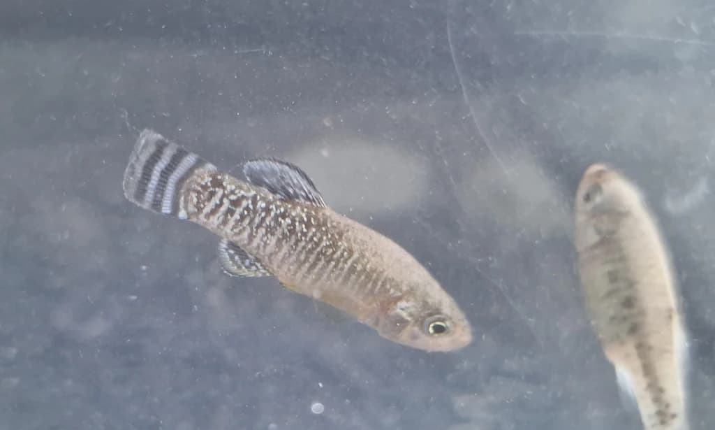 Spanish Toothcarp