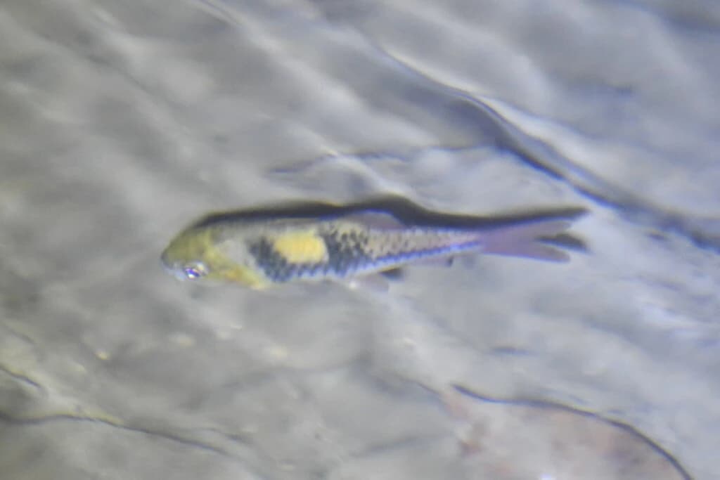 Spanner Barb