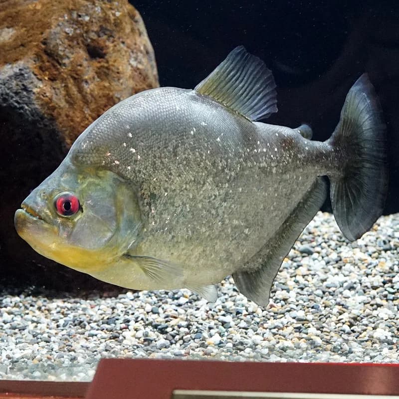Speckled Piranha