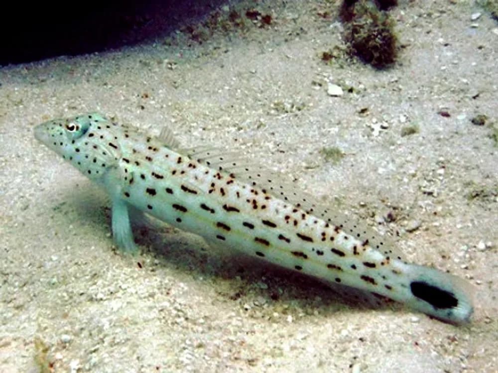 Speckled Sandperch