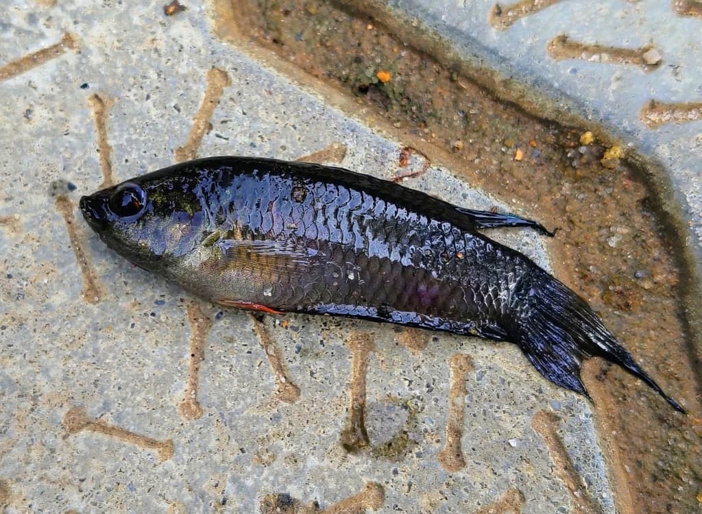 Spiketail Paradisefish