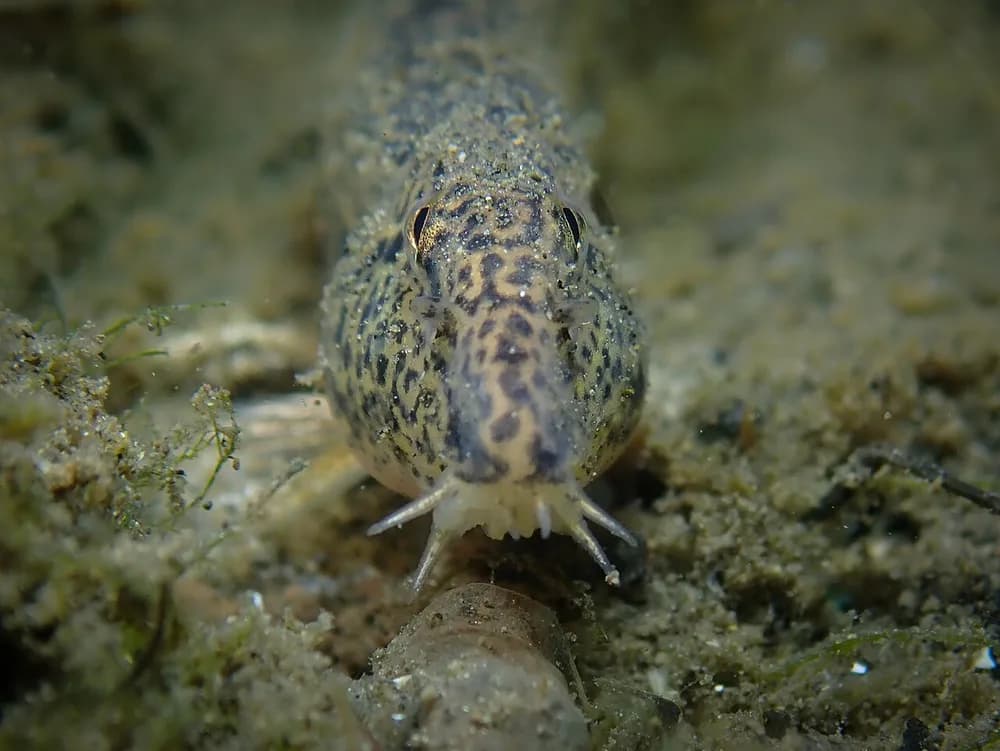 Spined Loach