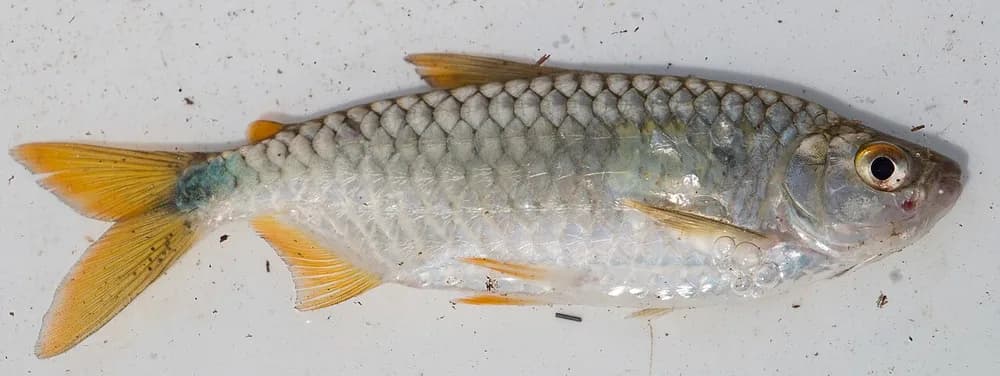 Spot-Tail