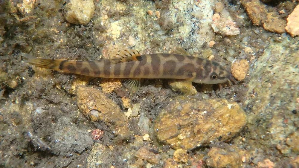 Spotback Loach