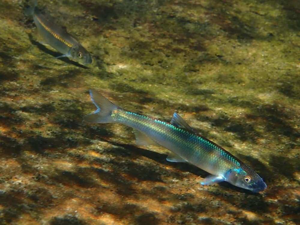 Spotfin Chub