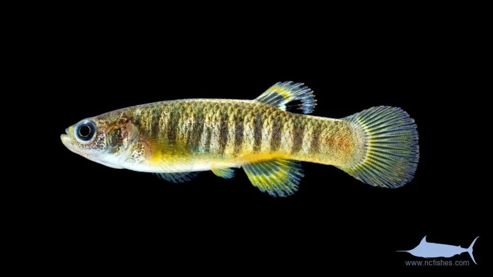 Spotfin Killifish
